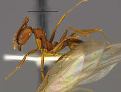 Image of Aphaenogaster texana Wheeler 1915