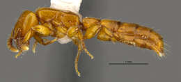 Image of <i>Acanthostichus punctiscapus</i>