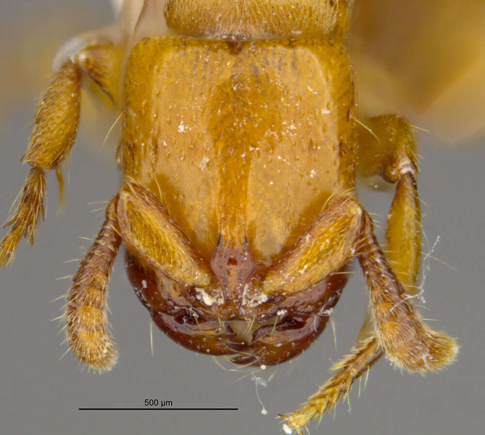 Image of <i>Acanthostichus punctiscapus</i>