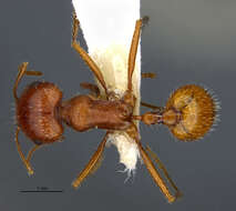 Image of <i>Pogonomyrmex hoelldobleri</i>