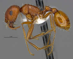 Image of <i>Pogonomyrmex hoelldobleri</i>