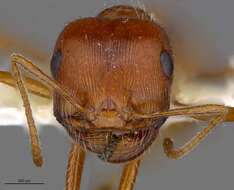 Image of <i>Pogonomyrmex hoelldobleri</i>