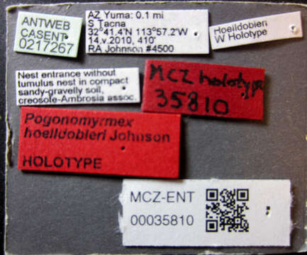 Imagem de <i>Pogonomyrmex hoelldobleri</i>