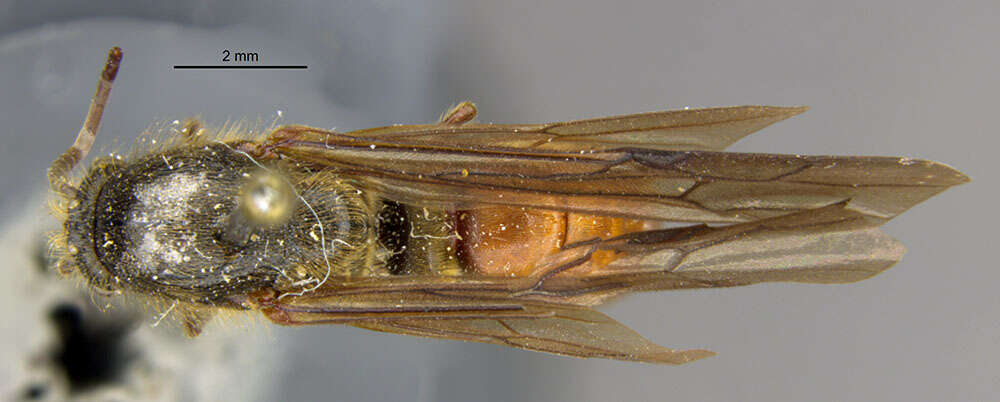 Image of Neivamyrmex texanus Watkins 1972