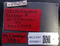 Image of Neivamyrmex texanus Watkins 1972