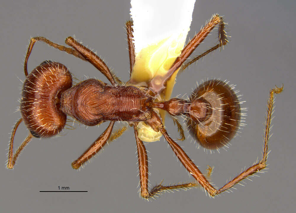 <i>Pogonomyrmex mohavensis</i> Johnson resmi