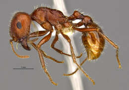 <i>Pogonomyrmex mohavensis</i> Johnson resmi