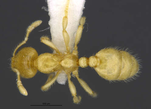 Imagem de <i>Dolopomyrmex pilatus</i>