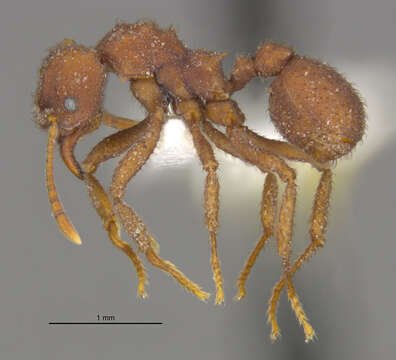 Imagem de <i>Trachymyrmex pomonae</i>