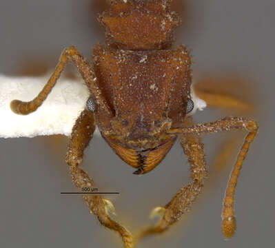 Imagem de <i>Trachymyrmex pomonae</i>