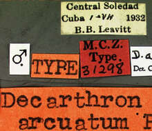 Image of Decarthron (Decarthron) arcuatum Park & O. 1976