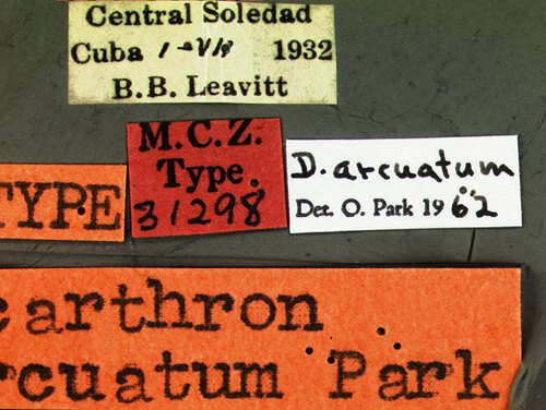 Image of Decarthron (Decarthron) arcuatum Park & O. 1976