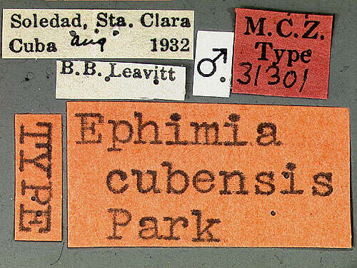 Image of Ephimia cubensis Park & O. 1976