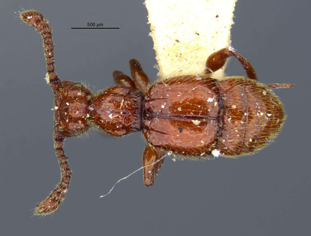 Sivun Batrisodes (Elytrodes) ionae (Le Conte & J. L. 1849) kuva