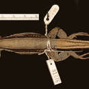 Image of <i>Ameiva taeniura varica</i>