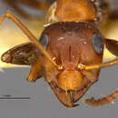 Image of Formica obtusopilosa Emery 1893