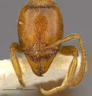 Image of Hypoponera inexorata (Wheeler 1903)