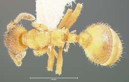 Plancia ëd Formicoxenus provancheri (Emery 1895)