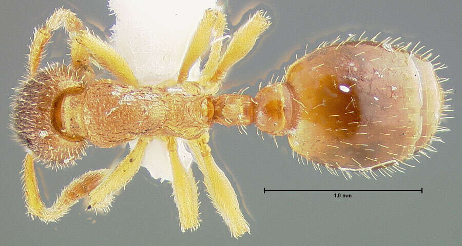 Plancia ëd Formicoxenus provancheri (Emery 1895)