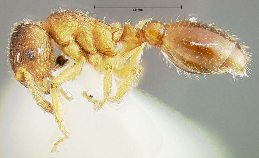 Plancia ëd Formicoxenus provancheri (Emery 1895)