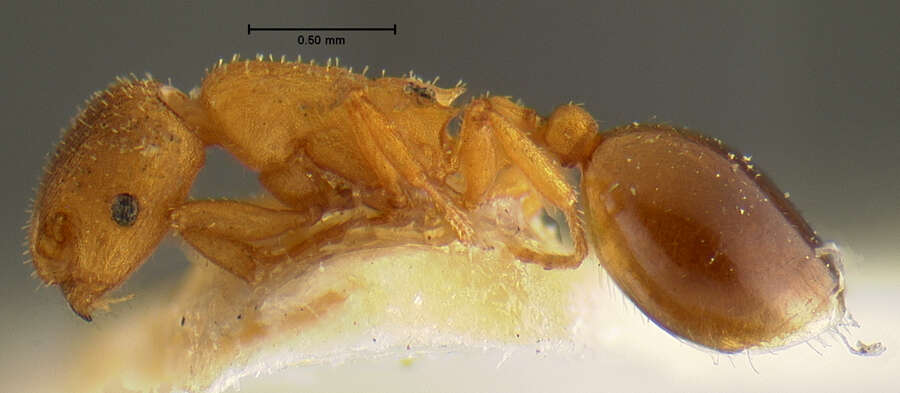 Plancia ëd Formicoxenus hirticornis (Emery 1895)