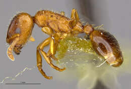 Image of Slave-making ant