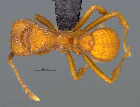 Imagem de <i>Trachymyrmex pomonae</i>