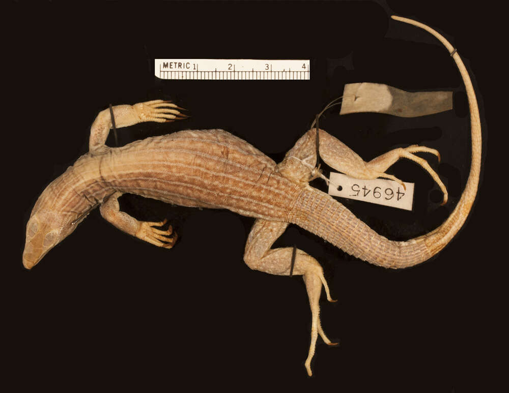 Image of YucatanWhiptail