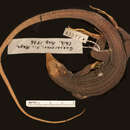 <i>Aspidoscelis costatus</i> Cope 1878的图像