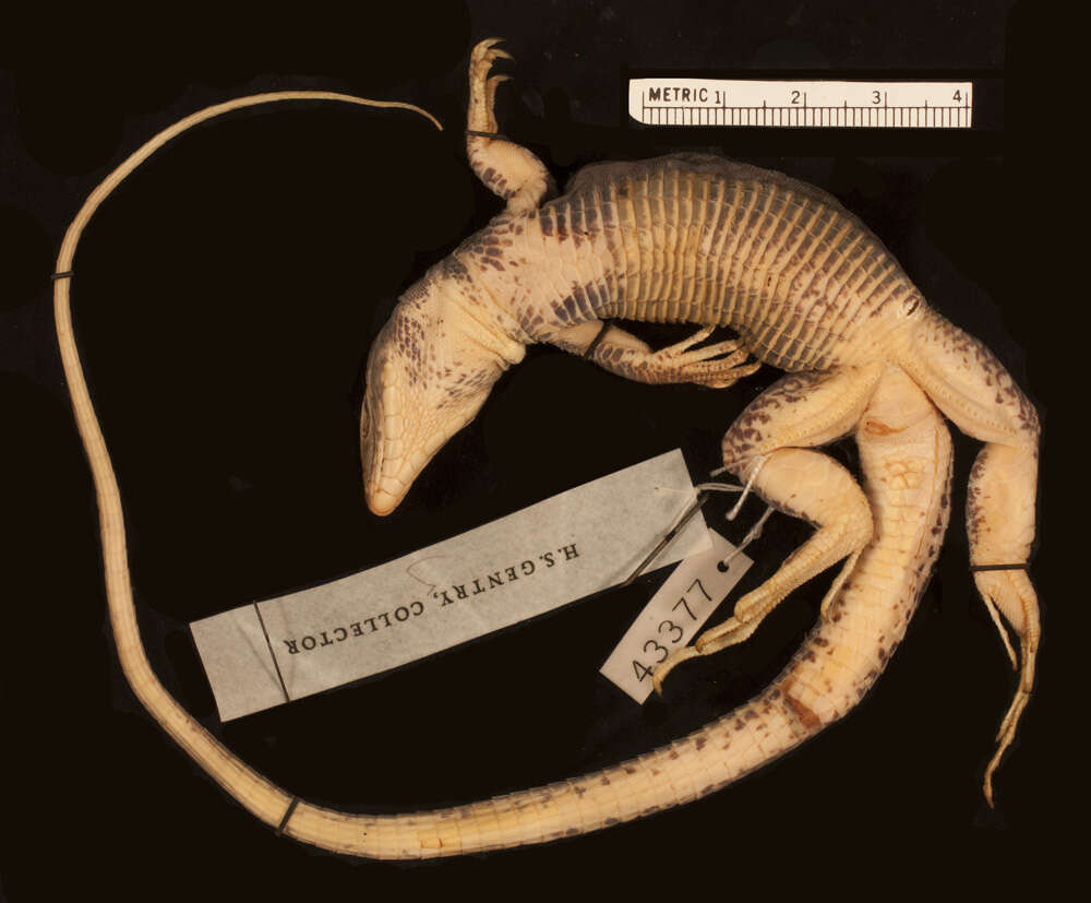 Image of Western Mexico Whiptail