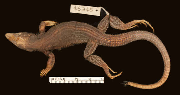 Image of San Pedro Nolasco whiptail