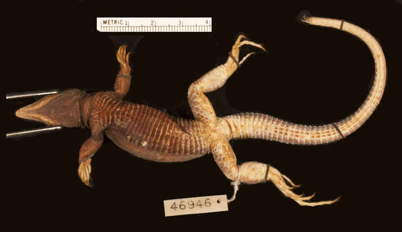 Image of San Pedro Nolasco whiptail