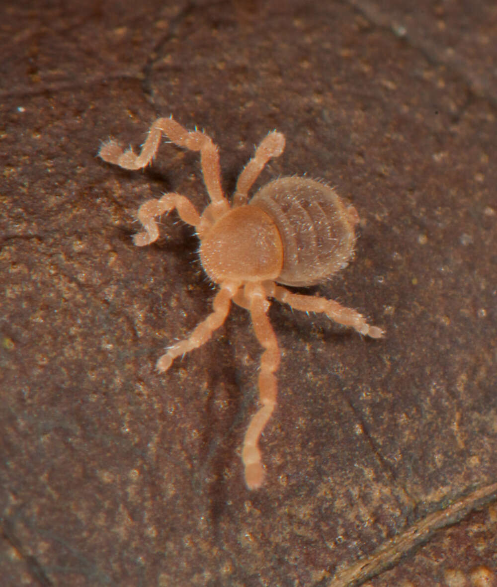 Image of Cryptocellus becki Platnick & Shadab 1977