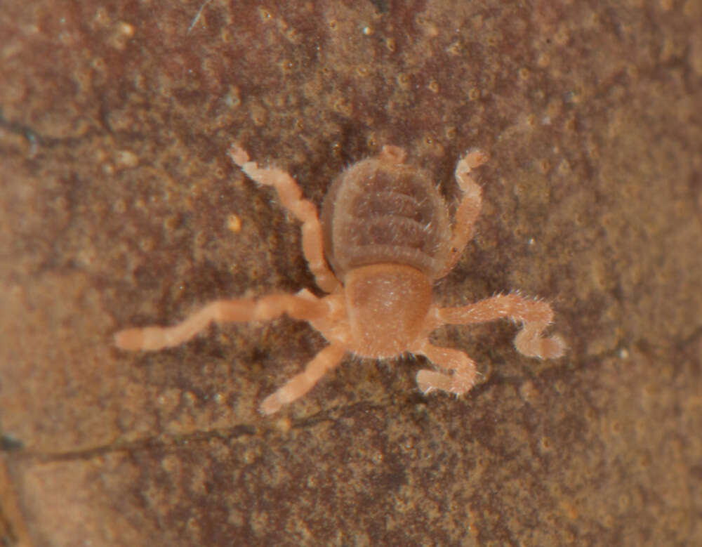 Image of Cryptocellus becki Platnick & Shadab 1977