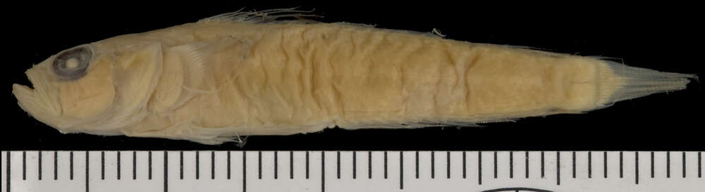 Image of <i>Microgobius eulepis</i>