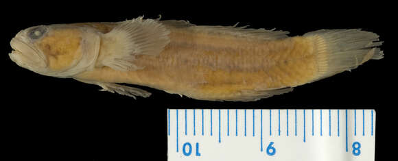Image of Half naked goby