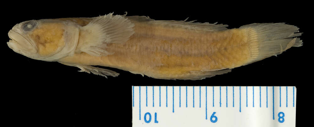 Image of Half naked goby