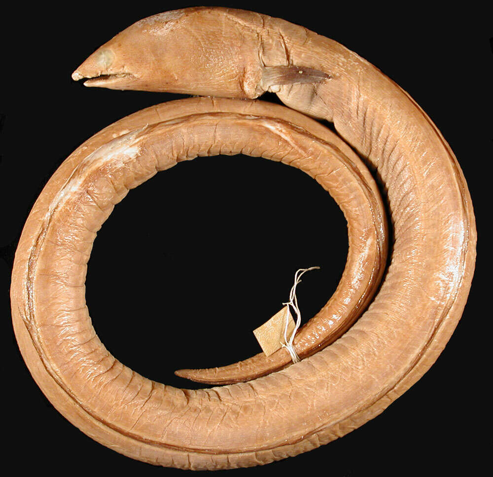 Image of Pallid Snake Eel