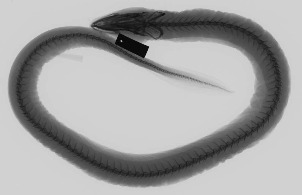 Image of Fatlips swamp eel