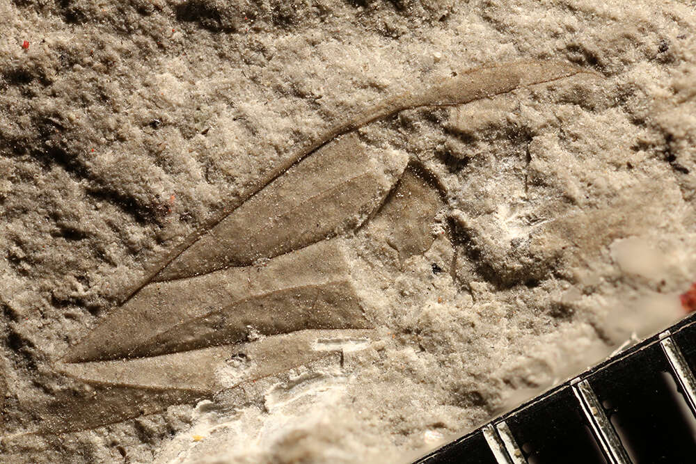 Image of Palaeodictyopteroidea