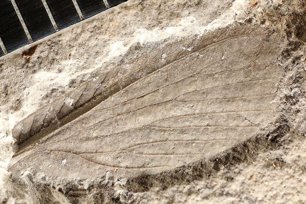 Image of Liomopteridae
