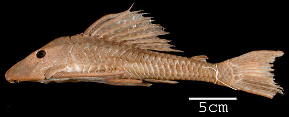 Imagem de Hypostomus carinatus (Steindachner 1881)