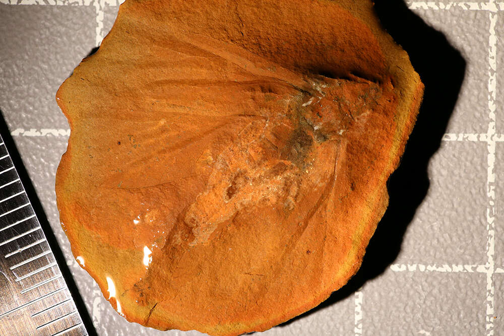 Image of Palaeodictyopteroidea