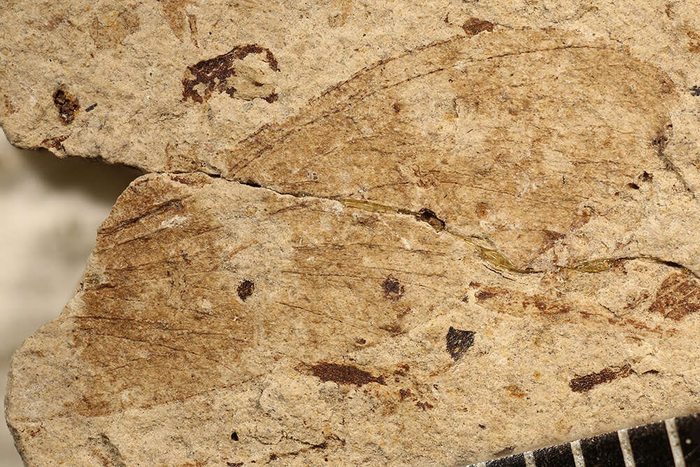 Image of Palaeodictyoptera