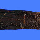Image of Xenodermichthys copei (Gill 1884)