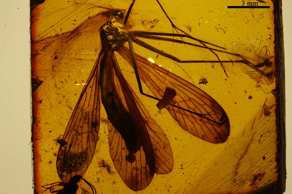 Image of <i>Bittacus minimus</i> (Carpenter 1954)