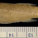 Image of Orestias elegans Garman 1895
