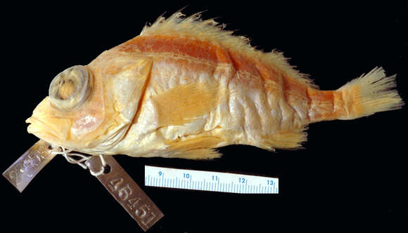 Image of Splitnose rockfish