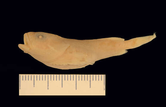 Image of Tadpole sculpin