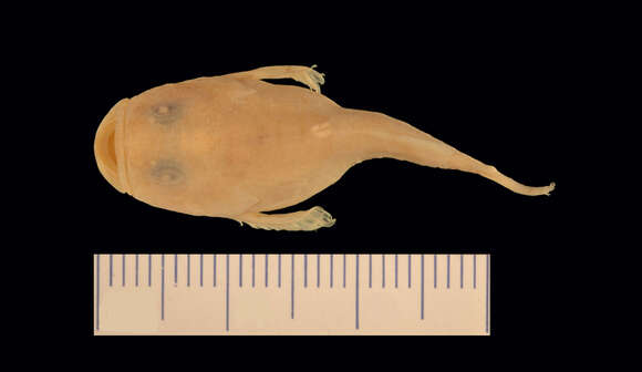 Image of Tadpole sculpin